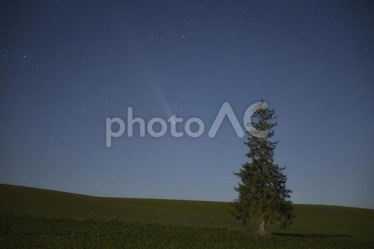 クリスマスツリーの木と紫金山アトラス彗星 自然,ネイチャー,景色の写真素材