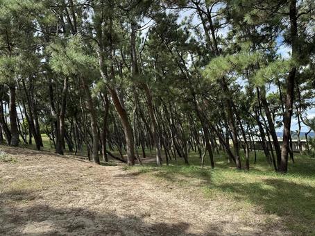 自然の木 木,木道,自然の写真素材