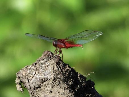 枝にとまるトンボ 枝にとまるトンボ 昆虫,トンボ,川辺の写真素材