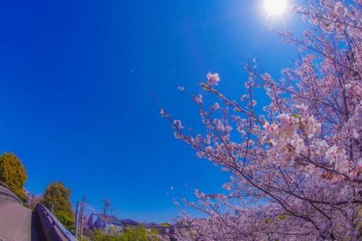 センター北の桜と青空 桜,ソメイヨシノ,花の写真素材