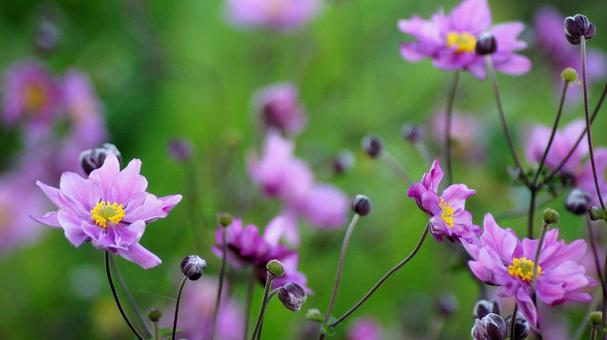 シュウメイギク-77 シュウメイギク-77の写真