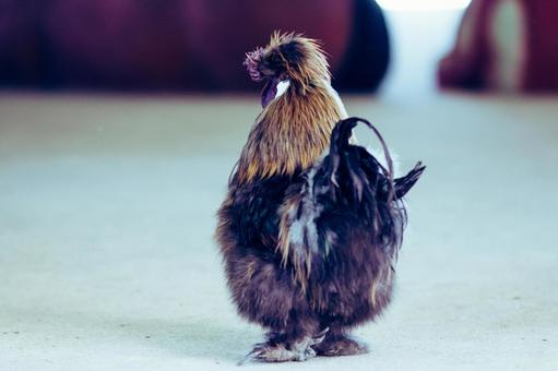 ニワトリ ニワトリの写真