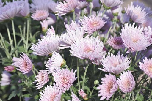 桃色の菊の写真