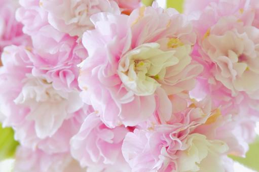 紅色の八重桜　妹背 妹背,桜,紅色の写真素材