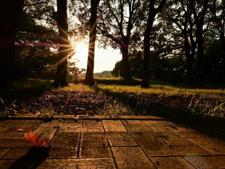 夕暮れの公園 夕暮れの公園の写真