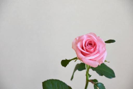 ピンクのばら ピンクのばらの写真