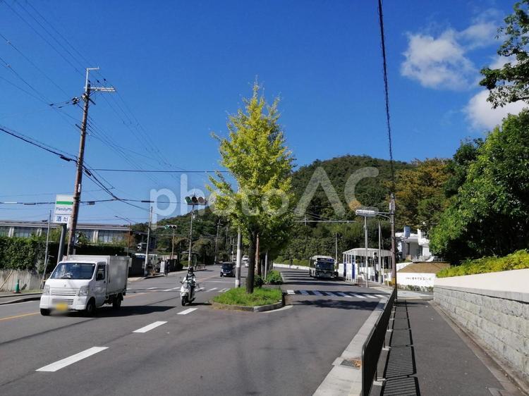 京都　衣笠 京都,衣笠,日本の写真素材
