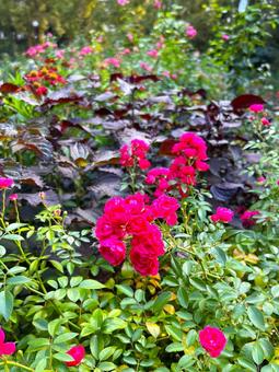 秋のローズガーデン バラ,花,秋バラの写真素材