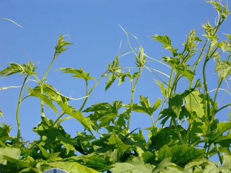 ゴーヤ-1 ゴーヤ,ツル,葉の写真素材