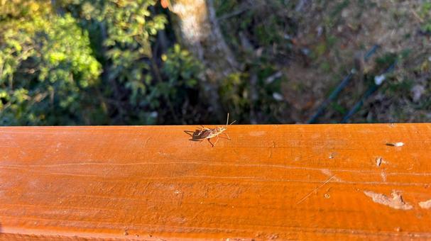 展望台の手すりを歩くカメムシ カメムシ,虫,手すりの写真素材