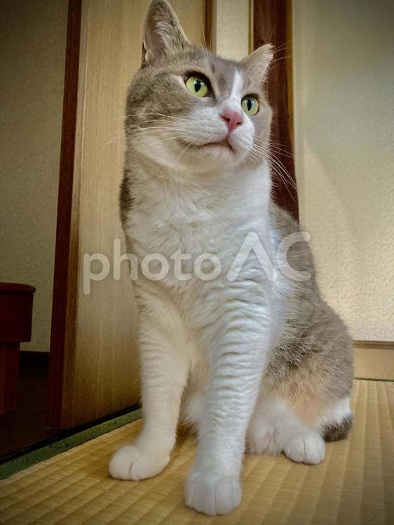 斜め上を見るキジシロネコ 猫,キジシロ,さくら猫の写真素材