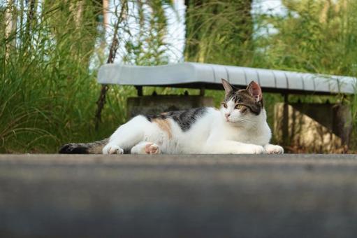 横座りする三毛猫 ネコ,保護猫,ニャンコの写真素材