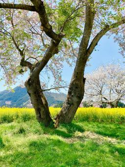 桜の木と菜の花 桜の木と菜の花 菜の花,菜の花畑,桜の写真素材