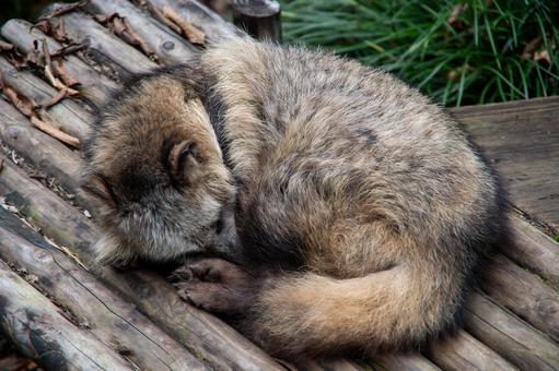 眠るタヌキ 眠るタヌキ たぬき,タヌキ,寝てるの写真素材