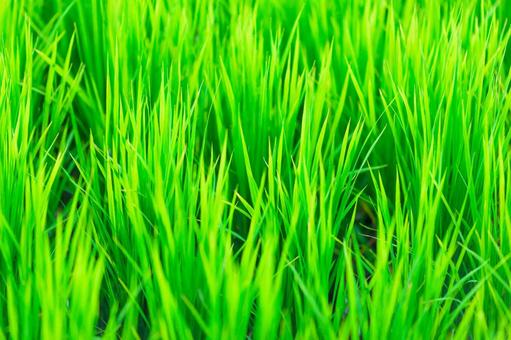 緑 グリーン 背景素材 緑 グリーン 背景素材の写真