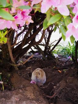春の隠れ家：花影に佇む野生のうさぎ ウサギ,うさぎ,ラビットの写真素材