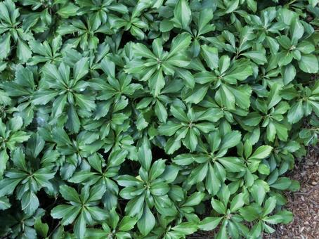 フッキソウ、洞爺湖の中島にて フッキソウ,自然,北海道の写真素材