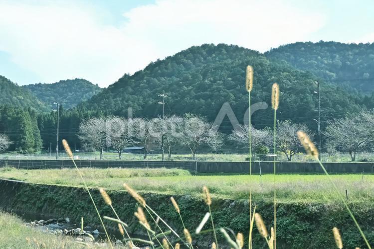 〝猫じゃらし〟と田舎の風景 猫じゃらし,山,田舎の写真素材