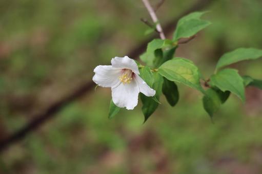 白い花びらのビルエトワールの花の咲く枝先 白い花びらのビルエトワールの花の咲く枝先の写真