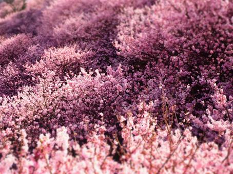 春めき桜 春めき桜の写真