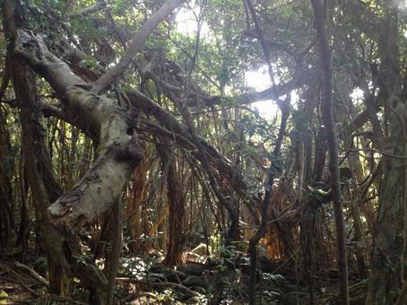 原生林 原生林 山,自然,アウトドアの写真素材