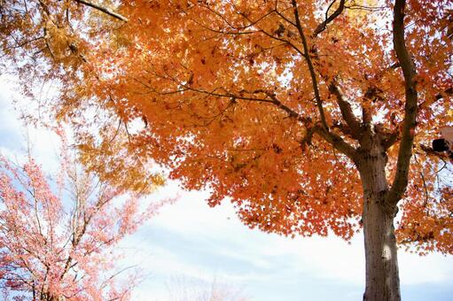 紅葉 紅葉の写真