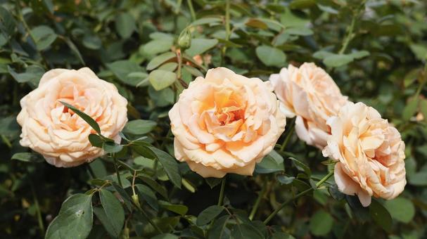 【花の写真】ばらの花 【花の写真】ばらの花 rose,植物,園芸の写真素材