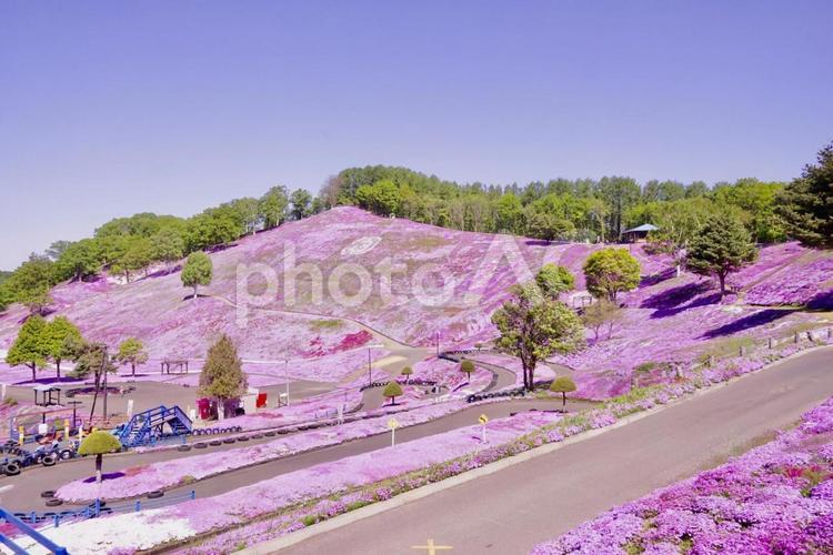 ひがしもこと芝桜公園 シバザクラ,景色,自然の写真素材
