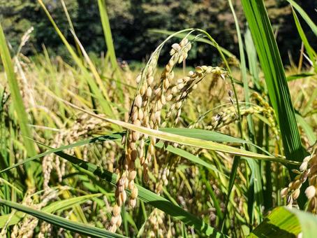 稲穂の実る初秋の稲田 舞岡公園 稲穂の実る初秋の稲田 舞岡公園 稲田,稲穂,米作りの写真素材