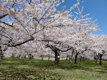 Photo, cherry blossoms, yoshino cherry tree, flower, 