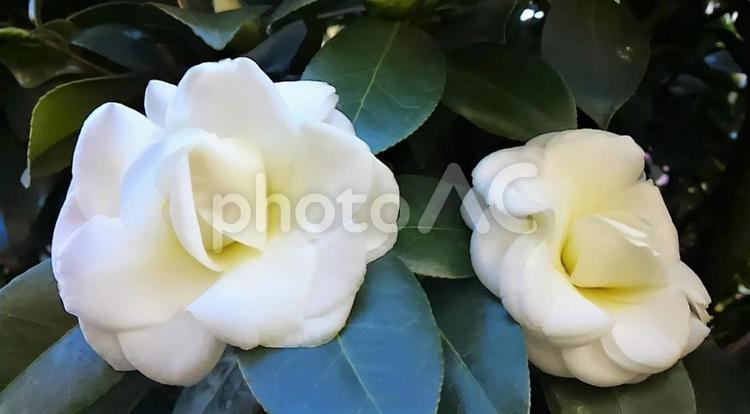 可憐な二輪の白い椿の花のアップ 椿の花,ツバキ,花の写真素材