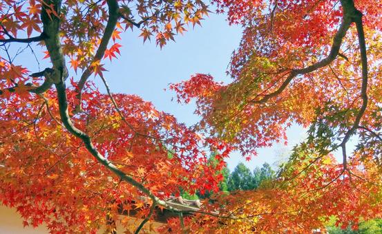 枝振りの良いもみじの紅葉 紅葉,もみじ,秋の写真素材