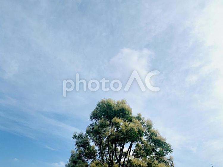 自然＠木＠空０３ 自然,木,空の写真素材