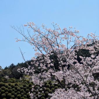 満開の桜 満開の桜の写真
