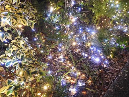 イルミネーションな植え込み イルミネーション,電飾,クリスマスの写真素材