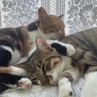 仲良しの兄妹 仲良し,猫,2匹の写真素材