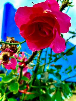 薔薇 薔薇,バラ園,バラの写真素材