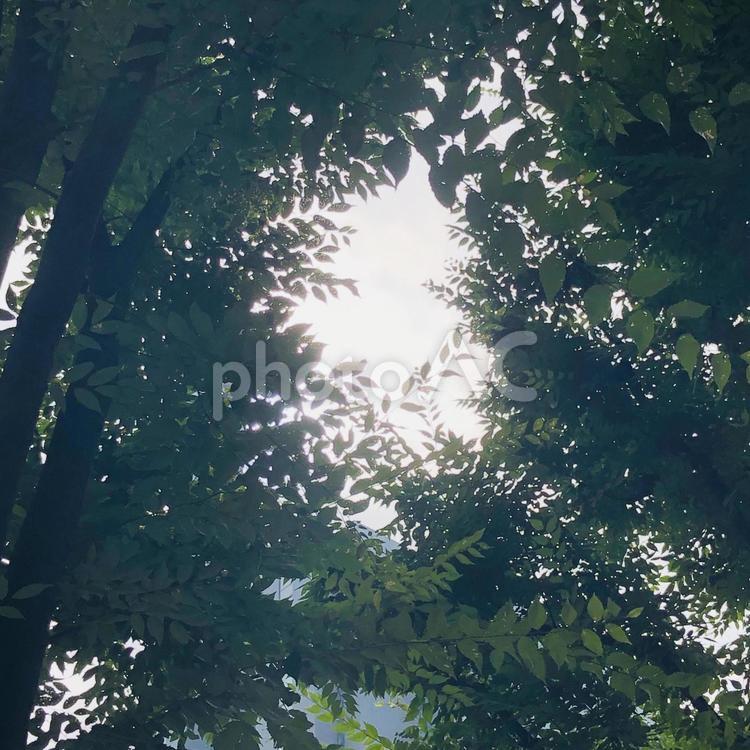 木漏れ日 木,葉,自然の写真素材