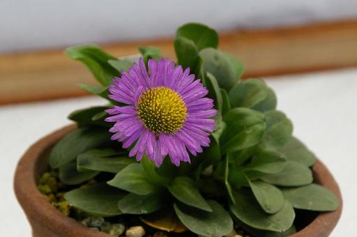 アズマギク アズマギク,東菊,erigeronの写真素材