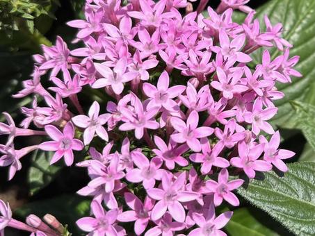 紫の花 紫の花 花,紫,ピンクの写真素材