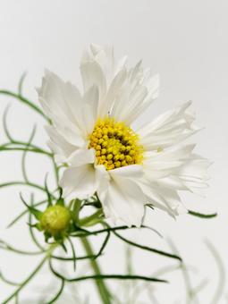 白色のコスモスの花 白色のコスモスの花 花,コスモス,植物の写真素材