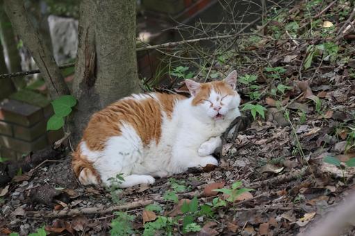 目をつぶってあくびする猫 目をつぶってあくびする猫 目,つぶって,あくびの写真素材