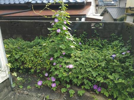 アサガオ アサガオ アサガオ,朝顔,たくさんの朝顔の写真素材