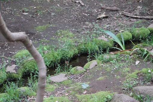 苔の生えた小川 苔の生えた小川の写真