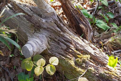 倒木 倒木,自然,アップの写真素材