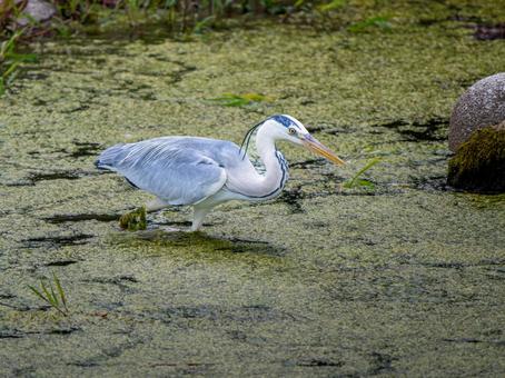 水辺のアオサギ 水辺のアオサギの写真