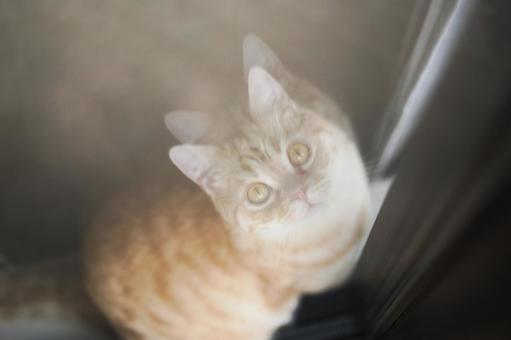 Brown tabby cat, JPG