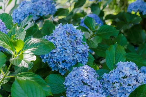青紫陽花の輝き 青紫陽花の輝き 紫陽花,青,自然の写真素材