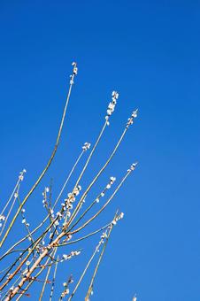 梅の花 梅の花の写真