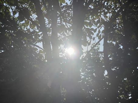 神田川9月:緑樹と逆光の太陽 2025 神田川9月:緑樹と逆光の太陽 2025の写真
